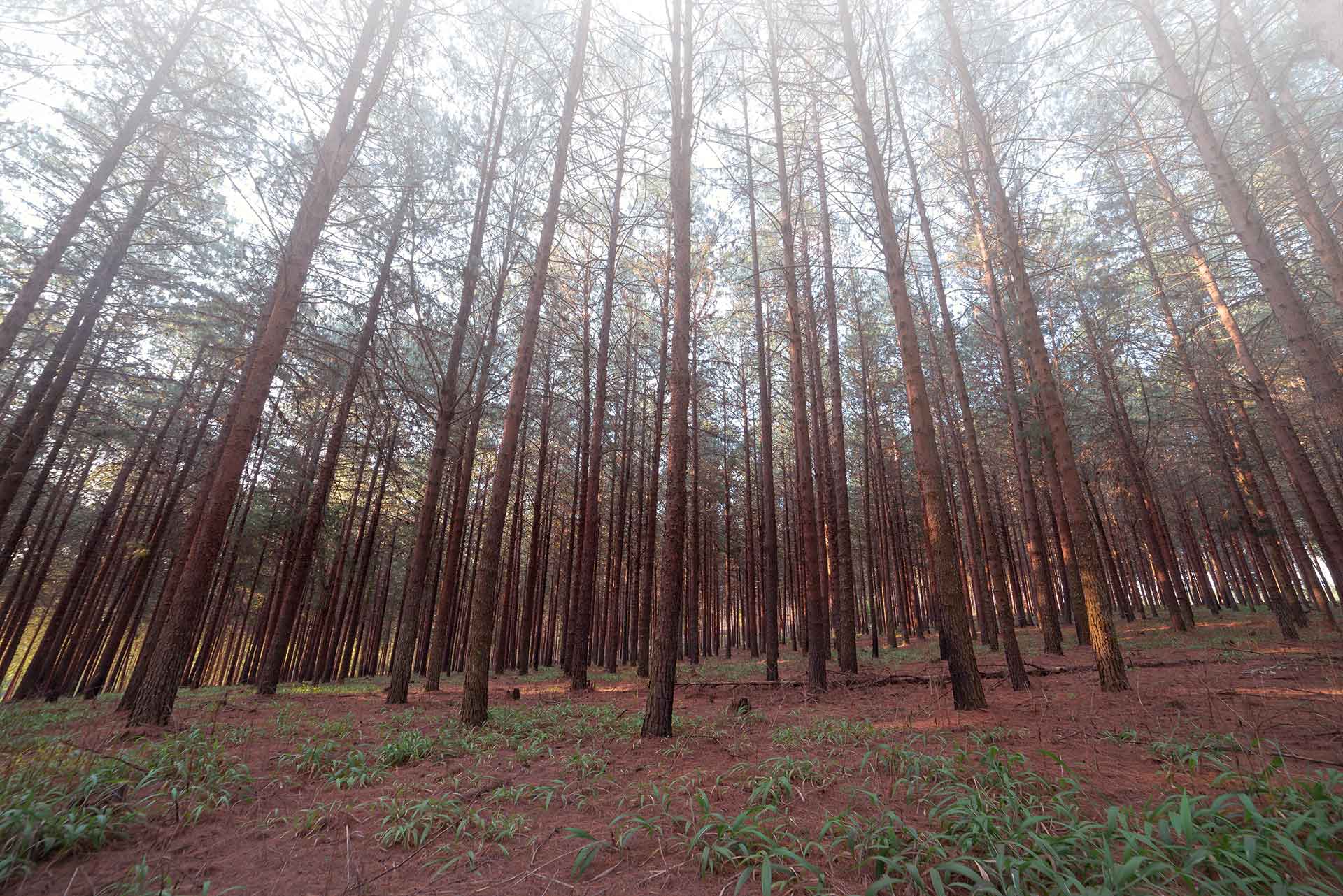 Capio Lumber Pine Forest