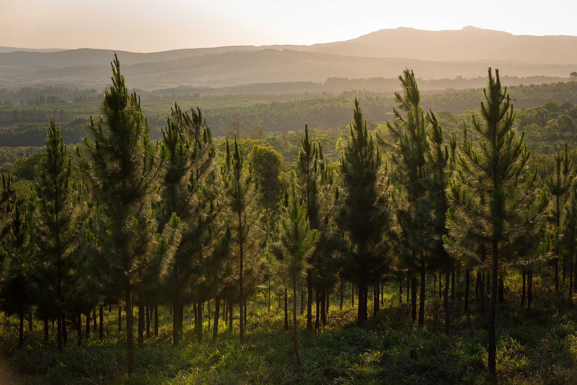 Capio Lumber Pine Trees